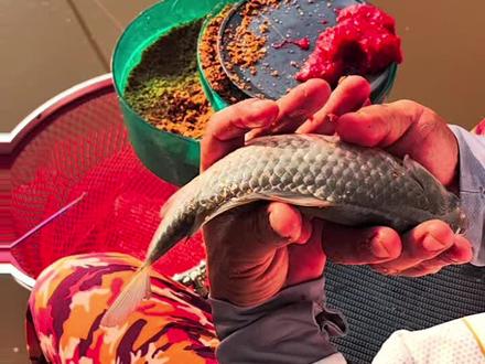 有口打不到的四倍鲫让人崩溃🔥