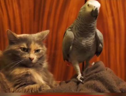 猫和鸟的爱恨情仇#萌宠 #猫咪 #玄凤鹦鹉