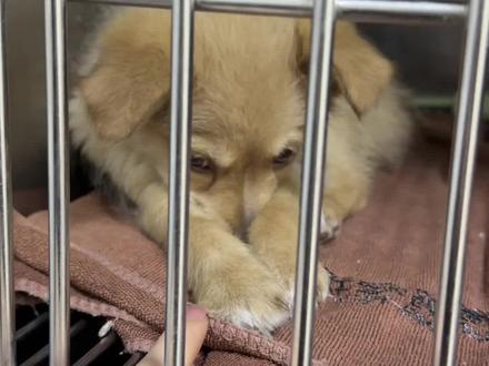 人生第一只小狗选择了救助站
太佩服自己了,看了一个月的小狗
心动了无数次,最终还是选择了救助站
而且还是被很多人嫌弃的土狗串串#捡狗后续 #领养代替购买 #中华田园犬 #串串狗也可爱