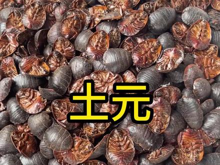 土鳖虫,生活中常见的小虫子,但是买的时候要记得买雌虫#土元 #土鳖虫 #养生