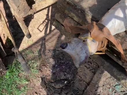 两个修理极其不同的牛蹄! #解压#修蹄#动物#助眠#治愈 #助眠 #动物