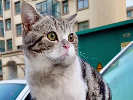 看见叨乐今天的表现,我老公决定,以后把家里所有的镜子🪞都藏起来🤔#猫 #宝藏乡村过大年 #家有萌宠