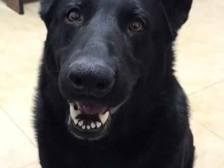 狗狗耍起性子真是难办#萌宠成精了 #狗@DOU+小助手