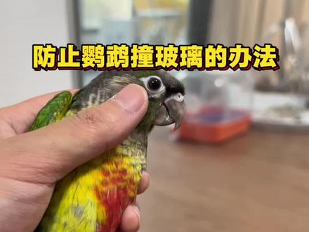 30秒教你把爱撞玻璃的小太阳,变成王牌飞行员#快试试我的鹦鹉训练法 #创作者中心 #创作灵感 #鹦鹉日常 #养鹦鹉🦜