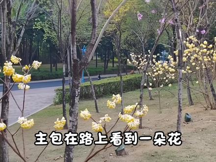 倘若我没有释怀,你会不会也在某个瞬间,突然想起我。 #结香花 #拍出电影感 #inmyfeelings #春天 声源@冬泠月