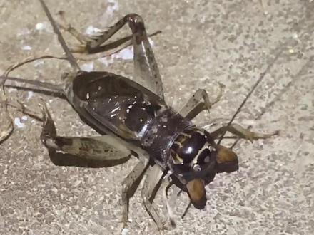 “始作桶者”是高人,捉蛐蛐逮蚂蚱都能用上了#蟋蟀 #神奇动物在抖音 #户外 #鸣虫文化 #鸣虫