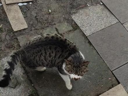 雪地里来了个小画家#猫咪 #雪地里的小画家