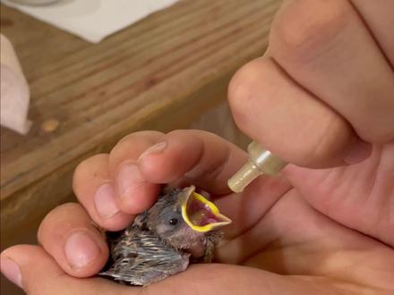 救了一只小麻雀并且养大#动物救助 #麻雀