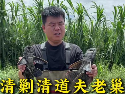 百亩清道夫老巢 小飞哥和大表哥联手“百亩清道夫”围剿行动、保护本土鱼类!