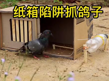 国外小伙用废旧纸箱制作陷阱,抓到一只鸽子,觉得鸽子太瘦小了,决定给她放了#国外狩猎 #狩猎