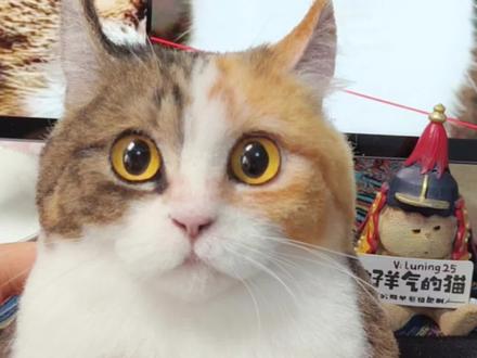 好像是真猫!
#礼物 #羊毛毡 #仿真宠物定制 #客单