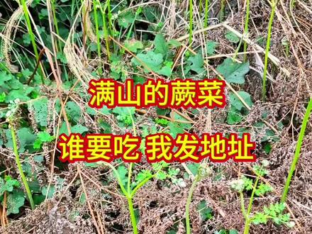 满山的蕨菜谁要吃!#蕨菜 #摘蕨菜 #野菜 #真实生活分享计划 #上天入地我最爱吃