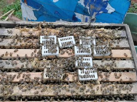 蜂王储备最正确的方式,学会了以后,蜂群不再怕失王 #养蜂 #养蜂技术 #蜂蜡 #养蜂人 #中蜂养殖