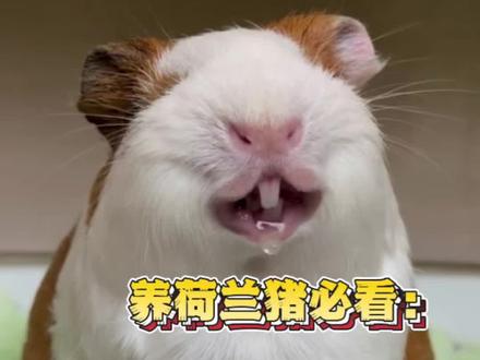 别乱喂!荷兰猪吃错真的会没命!#豚鼠 #豚鼠日常 #荷兰猪 #荷兰猪小知识 #萌宠