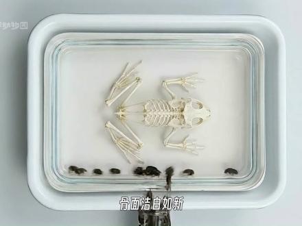 自然界的骨骼标本制作大师#动物世界 #化骨龙