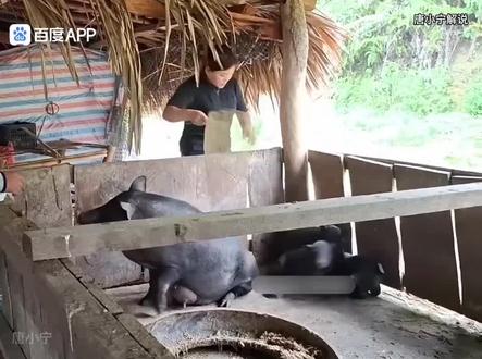 合集(294一303)
老板前妻私卖小猪
开启了新恋情