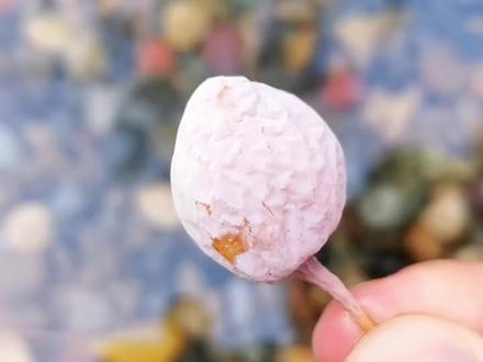 银杏为什么叫做银杏?