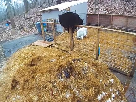 凶残的黑熊准备捕杀家猪,没想到却反被教训,真是丢人现眼! #农场日记 #黑熊偷猪