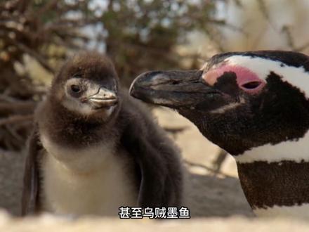 企鹅界的3朵奇葩,最后1个令人叹为观止!