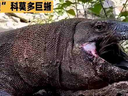 世界上最大的蜥蜴:“三嫂”科莫多巨蜥,哑巴中的王者#蜥蜴 #科莫多巨蜥 #神奇动物 #远古生物 #我要上热门🔥