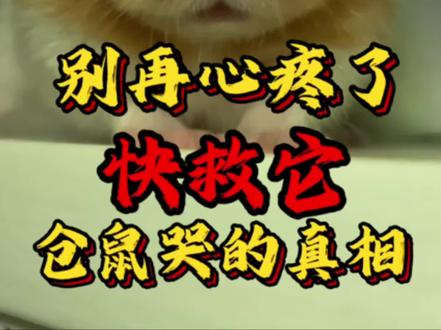 仓鼠哭的真相#萌宠 #仓鼠日常 #仓鼠 #鼠鼠我呀 #萌宠计划