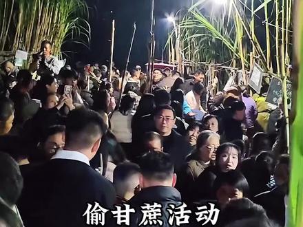 眉山偷甘蔗活动,#终于能光明正大偷甘蔗了 #偷甘蔗 #自然探索
