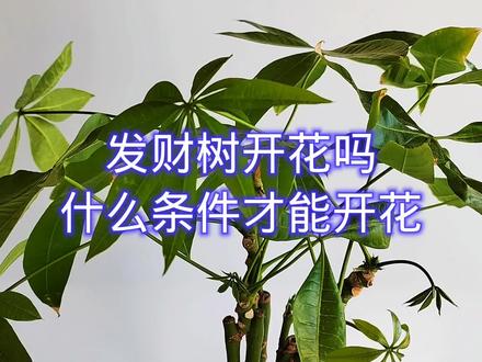 发财树开花吗?什么条件能开花? #养花小知识 #花卉绿植