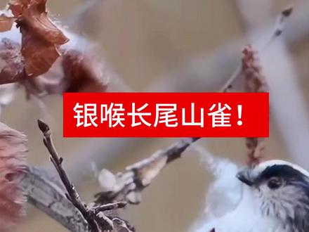 这家伙的巢穴比床还舒服!