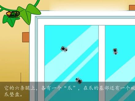 动物百科 - 十万个为什么,为什么苍蝇停留在玻璃上不会掉下来?#动物百科 #亲子科普 #亲子教育 #奇妙的动物 #亲子陪伴 #百亿流量扶持 #上热搜 #喜欢就关注我吧