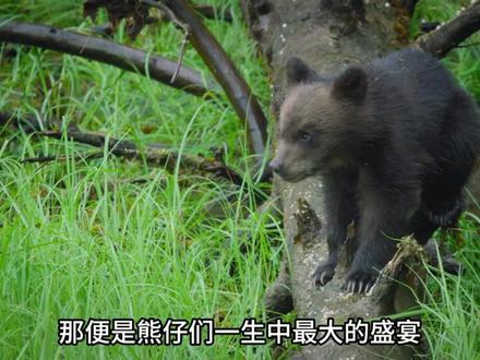 《大结局》熊妈费恩的育儿逆袭!闯险滩斗雄熊,最终熬成合格母亲#动物世界 #棕熊 #棕熊乔伊#棕熊生活习性 #棕熊纪录片推荐