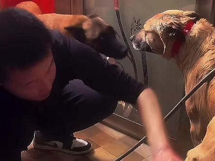 大娃来陪青海了带娃了😂 大娃表示 带娃这事我可整不了😂 老吴啊 要不还是你帮我带吧 #西北刀客 #大娃 #实战猎犬 #动物的迷惑行为 #养狗的乐趣