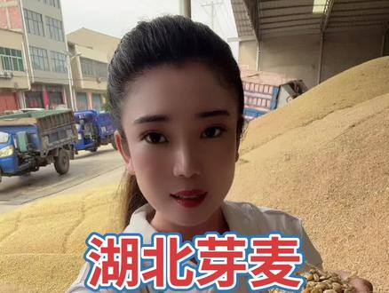 湖北芽麦真实情况 湖北芽麦现场抢收真实情况 #芽麦#三农流量扶持计划 #粮食行情#粮心通粮食专业买卖平台 #小麦