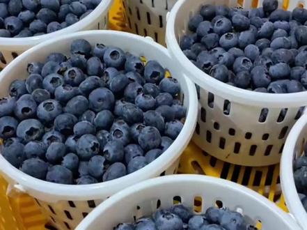 蓝莓居然有粉色的了 #蓝莓 #粉色蓝莓