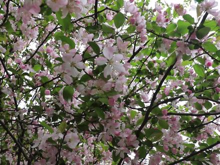 苗大姐抗病汤润肺汤,折耳根马蹄玉米排骨,吃完第二天舒服