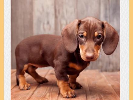 腊肠犬好养吗?#宠物 #腊肠犬 #新手养狗