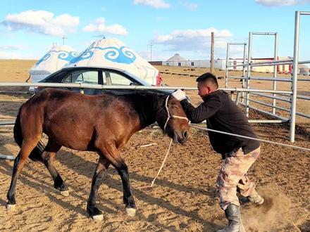 我认为驯马的重点技巧就是近距离的接触他,让他脱敏,他感觉你对他造成不了威胁,他就不会挣扎了,你们觉得呢? #内蒙古喊全抖音一起策马奔腾 #牧区生活的另一种打开方式 #内蒙古 #内蒙古牛羊肉 #记录牧场生活