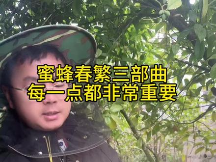 蜜蜂春繁三部曲,每一步都非常重。#中蜂养殖 #养蜂技术 #蜜蜂养殖