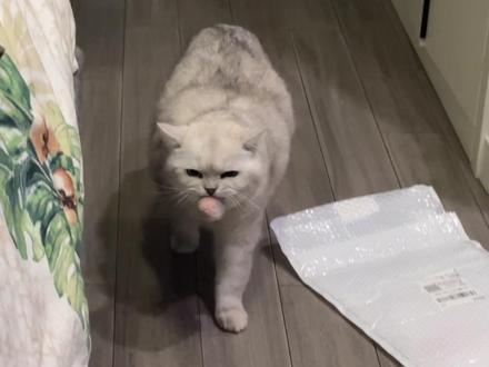 这猫把自己当狗给我养。#猫咪的迷惑行为