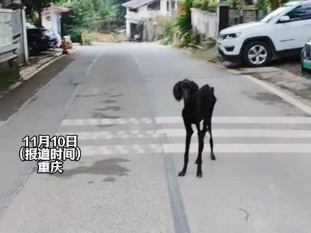 重庆一女子在南山上遇到流浪动物,瘦骨嶙峋,一时分不清是羊还是狗。经过一系列检查治疗,身体有明显好转。现在女士已将狗狗收养,因为有点像羊,故取名吉祥。