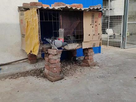 这一对小信鸽真聪明 自己能出来 自己进笼了 信鸽 赛鸽