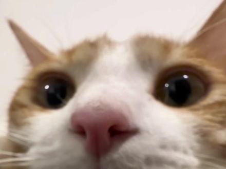 如果您跟我谈恋爱的话,这些我通通给您 #可爱猫咪 #万物可爱计划 #萌宠出道计划 #抖音玩法合伙人计划 #萌宠独白玩法挑战