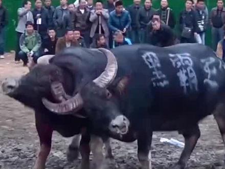 少林寺传奇牛王!#斗牛爱好者 #斗牛视频