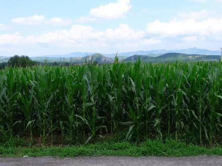 种文玩玉米,实验一下新方法