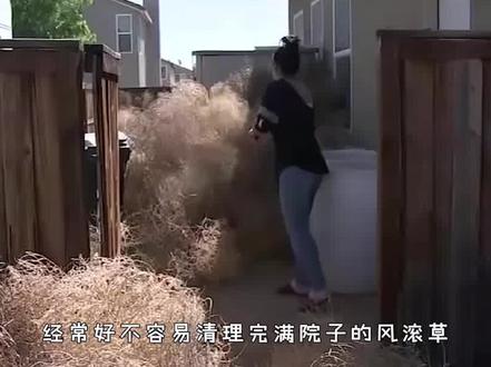 风滚草令美国人害怕,淹没房屋入侵公路,为何在我国认了怂? #科普一下 #风滚草