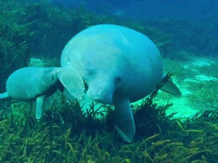 海牛的乳房长在胳肢窝下面