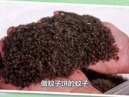 非洲“美食”蚊子饼:50万只蚊子煎成饼,一口下肚10万只蚊子! #科普 #非洲生活 #美食