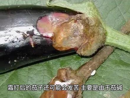 #关注我每天坚持分享知识 #食材有话说 #科普一下 霜打茄子的口感与安全