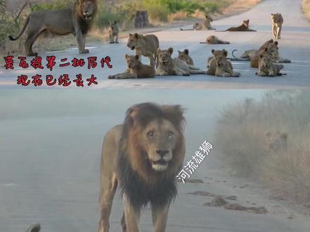 #遵守法律请勿非法饲养或买卖活动 #坏男孩联盟 #爱好大自然保护野生动物 #坏男孩后代 #坏男孩第二代 #坏男孩第三代
坏二代莫瓦提雄狮联盟第二批后代-坏三代