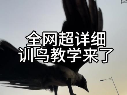 全网超详细驯鸟教学 #养鸟经验分享 #让鸟蛋飞一会儿
