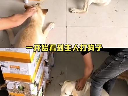 只是打了个狗而已! #狗 #拆家 #反转 #万万没想到 (cr:念长安)